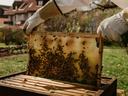 Bees