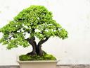 small bonsia tree in pot on table