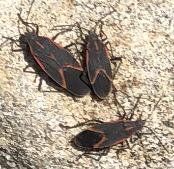 boxelder bugs