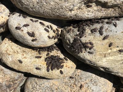boxelder bugs