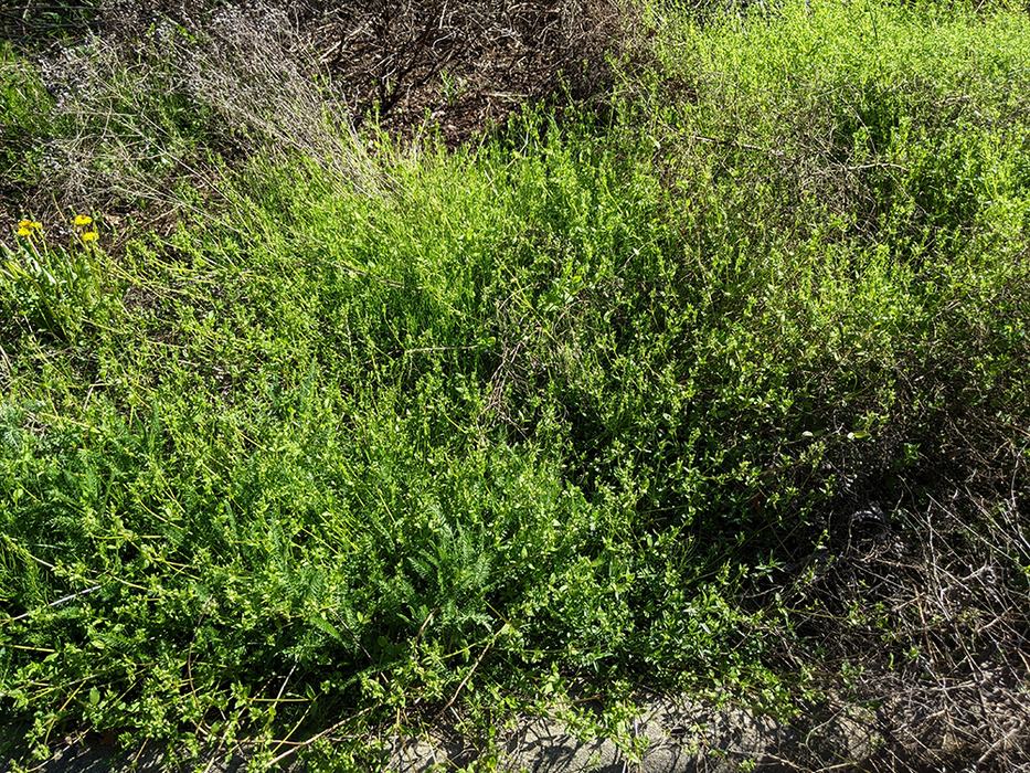 chickweed in the garden