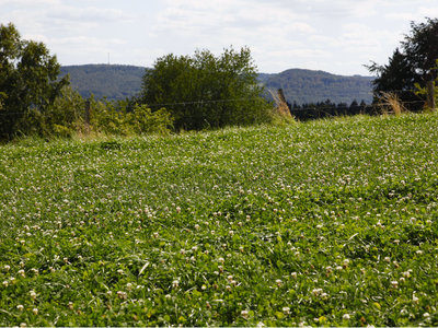 field of clover