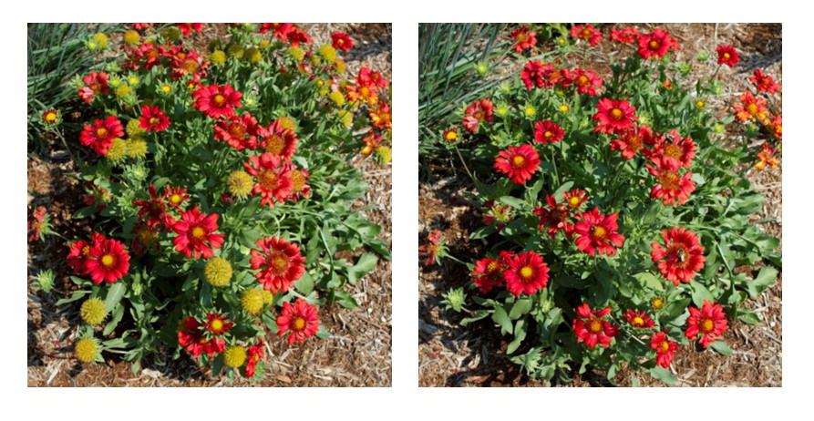 deadhead blanketflower