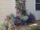 Plants with color in pot and on a trellis
