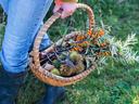 Person holding wicker basket with orange-berried branches, spiky chestnut burrs, pruning shears