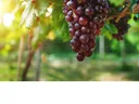 bunch grapes on a vine