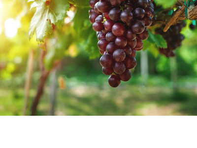 bunch grapes on a vine