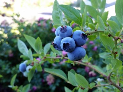 blueberry plant with fruit