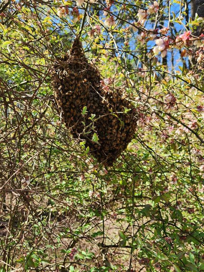 Swarm Cluster in a Tree