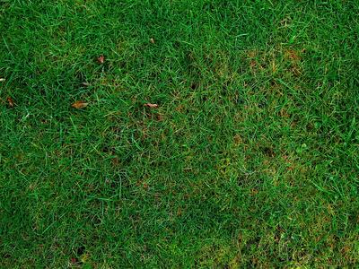 lawn-253616_1280