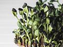 Micro-greens