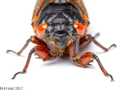 Looking at the face of a red-eyed, black cicada, legs stretched out in front