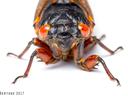 Looking at the face of a red-eyed, black cicada, legs stretched out in front