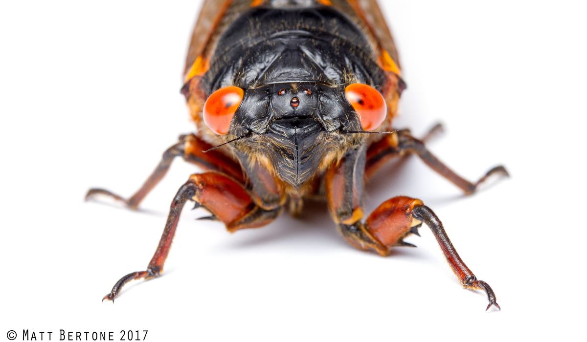 The Cicadas Are Coming! Fear Not, Though - Plant Disease and
