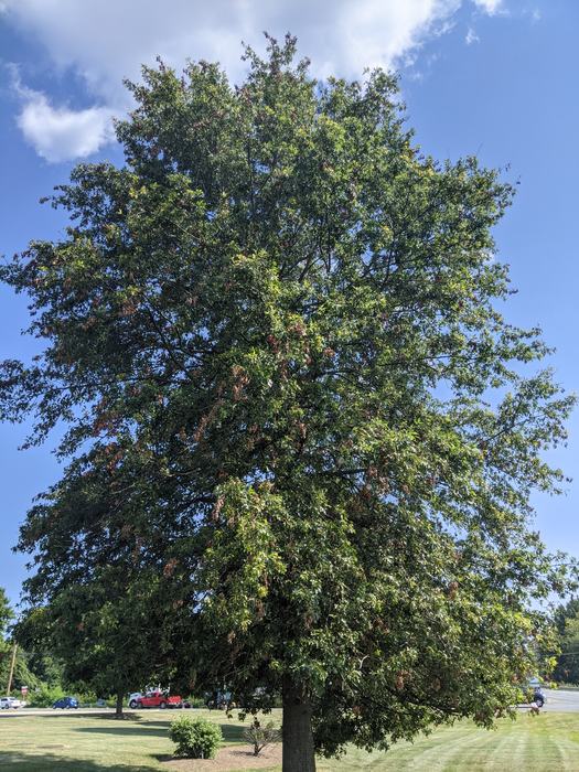 A large oak tree with scattered dead branch tips from cicadas damaging twigs through egg laying.