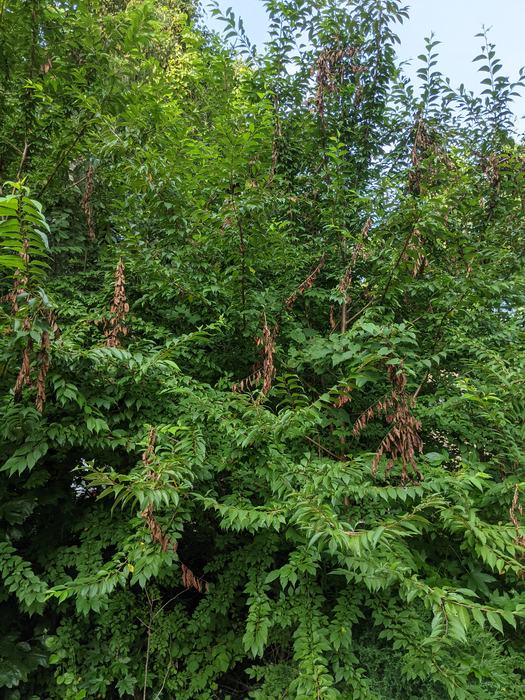 Conspicuous flagging (broken hanging) branches in a plant damaged by periodical cicadas.