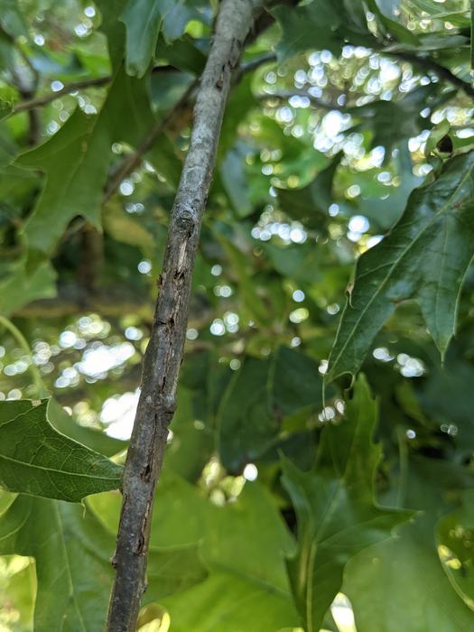 Twig showing egg laying scars from periodical cicadas.