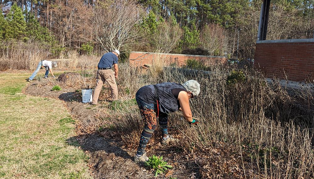 Cutting back plants in late winter