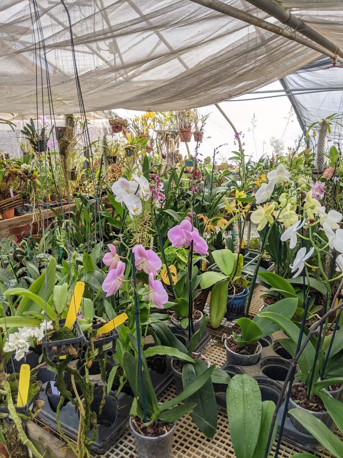 Orchids in a greenhouse.