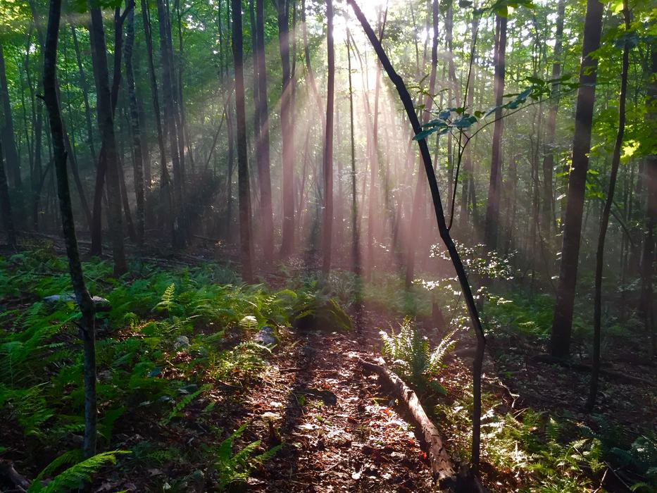 woodland ferns