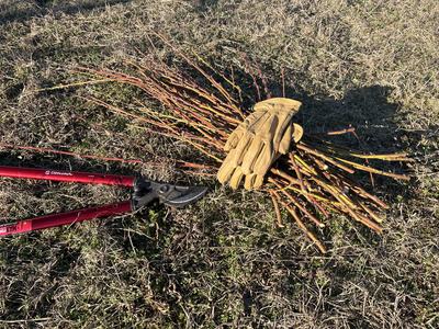 Red loppers and leather gloves beside a bundle of cut branches on dry grass