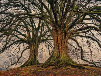 two old oak trees during winter