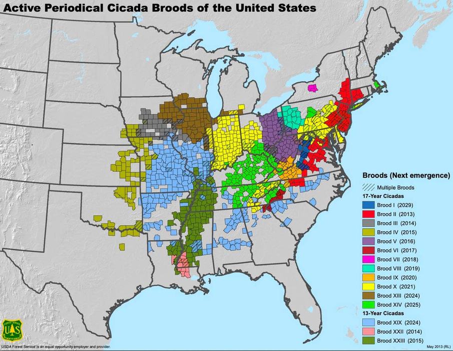 usda cicada map
