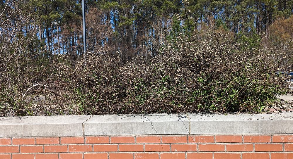 climbing aster vine before pruning