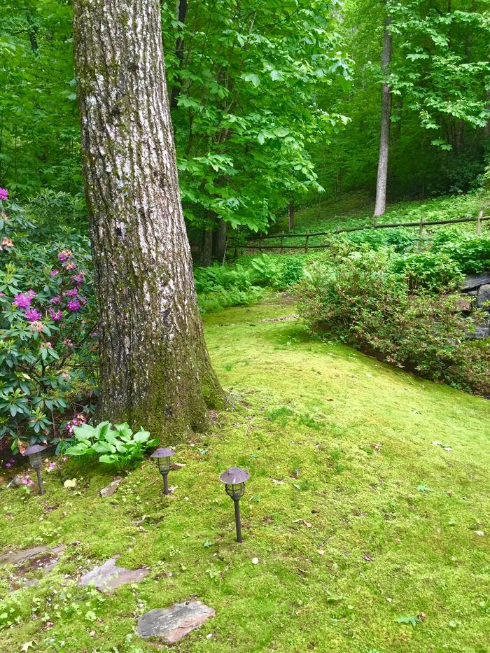 moss as a groundcover
