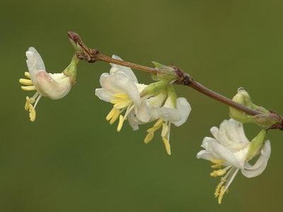 winter honeysuckle buds on limb
