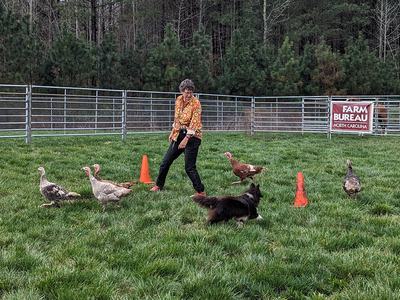Person with herding dog guiding turkeys in fenced field, sign: FARM BUREAU NORTH CAROLINA