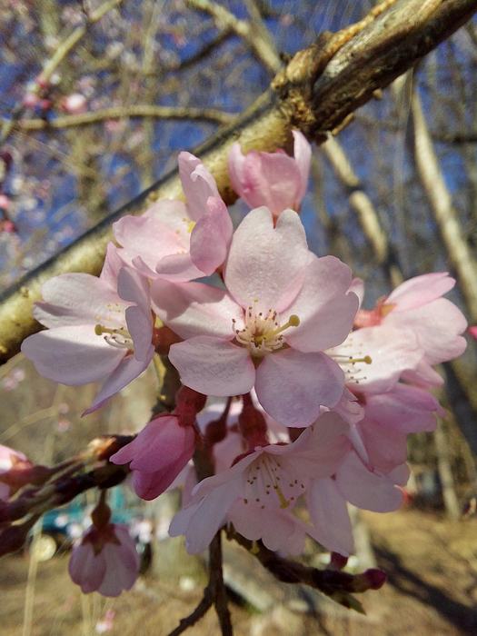 weeping Higans cherry tree