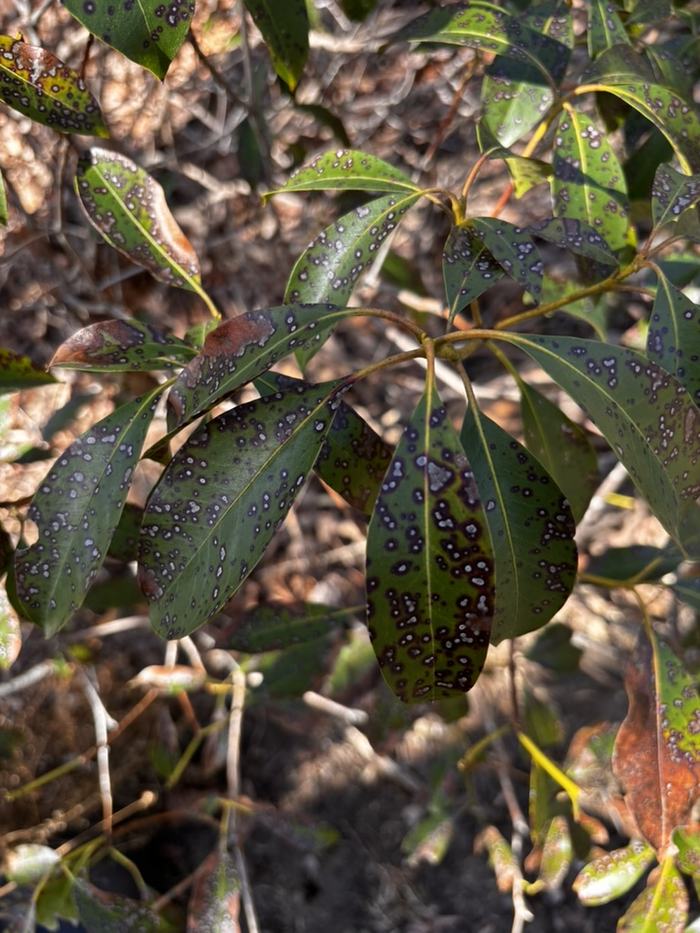 mountain laurel leaf spot