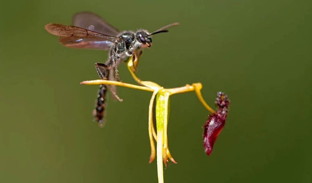 Black wasp hovering beside a yellow-green stem with a small maroon flower bud