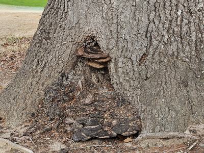 tree decay