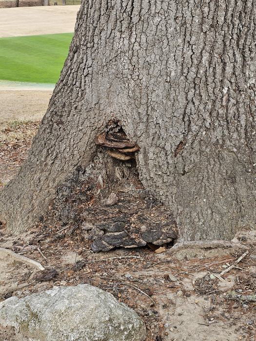 Plant Health Alerts - Decay in Trees - Henderson County Center | N.C ...