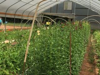 high tunnel greenhouse
