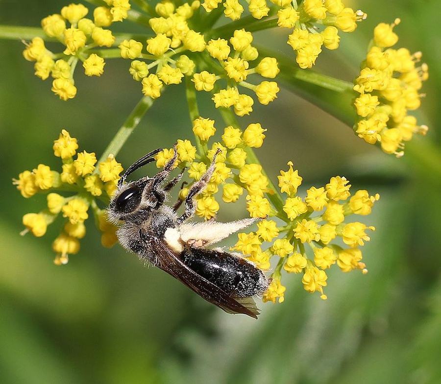 Mining bee foraging on golden alexander.