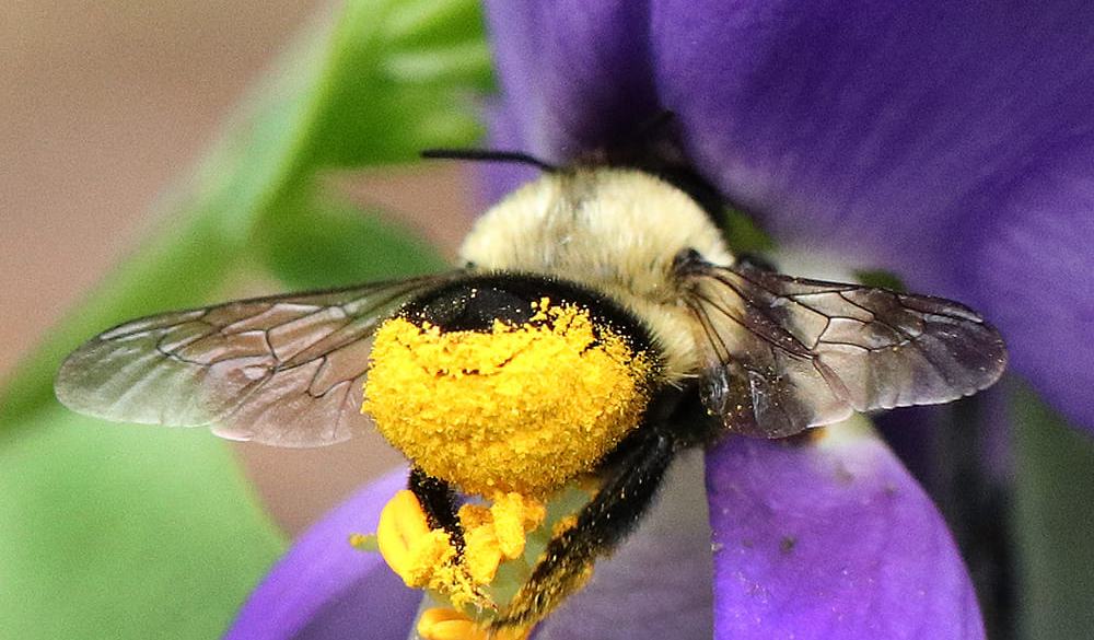 Spring Pollenators Spring Chores in the Pollinator Garden - Growing Small Farms | NC State ...