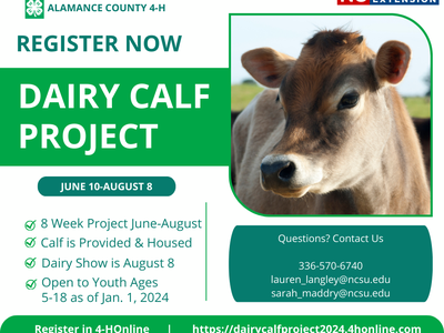 2024 Alamance County 4-H Dairy Calf Project