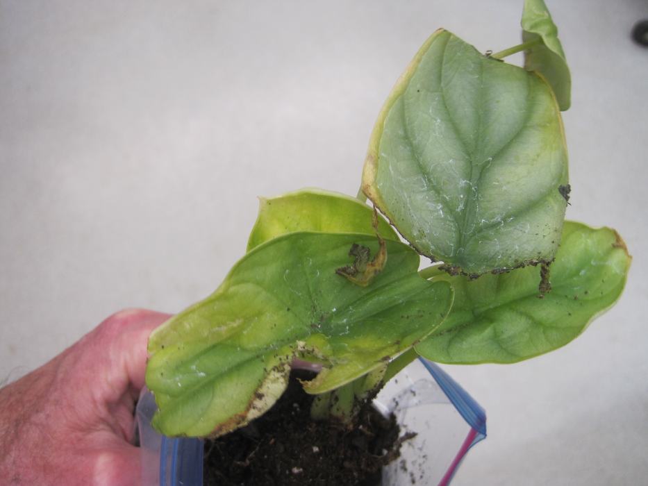 Herbaspirillum bacterium (likely H. huttiense) in elephant ear (Alocasia)