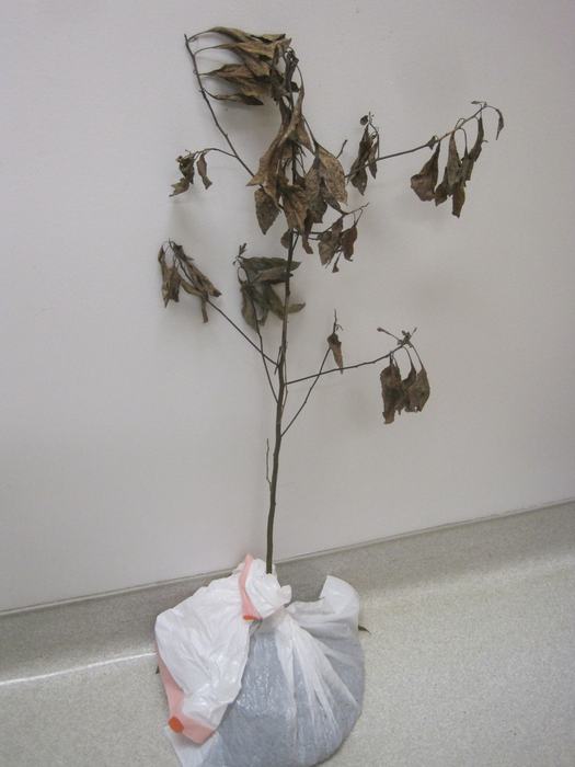 vascular streak dieback (VSD) on sassafras (Sassafras)