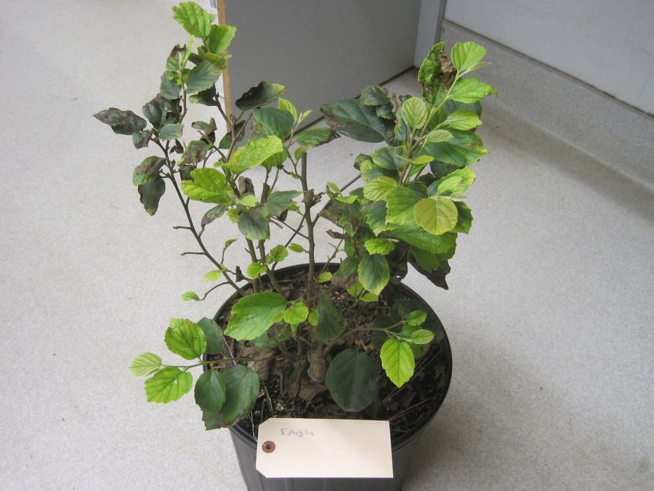 Black root rot (Berkeleyomyces basicola) on Fothergilla 