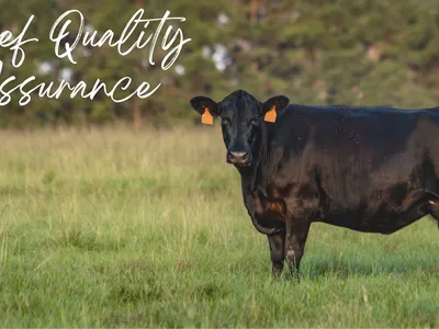 cow