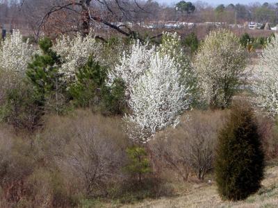 Row of white-blossoming trees and shrubs on a grassy roadside slope