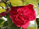 Camellia with red bloom