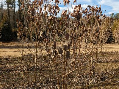 Small deciduous tree with dried brown leaves standing in a field under a blue sky