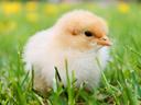 Yellow fluffy chick sitting in green grass