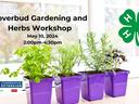 Various herbs in purple pots