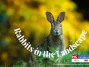 Rabbit sitting in grass with text "Rabbits in the Landscape" and NC Cooperative Extension logo